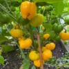 Yellow Jamaican Scotch Bonnet Peppers Live Plants - Hot Chili Pepper Plants