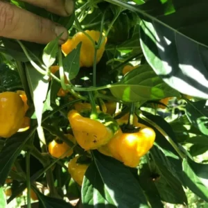Yellow Jamaican Scotch Bonnet Peppers Live Plants - Hot Chili Pepper Plants