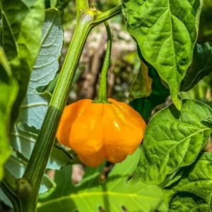 Yellow Jamaican Scotch Bonnet Peppers Live Plants - Hot Chili Pepper Plants