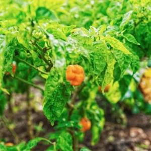 Yellow Jamaican Scotch Bonnet Peppers Live Plants - Hot Chili Pepper Plants