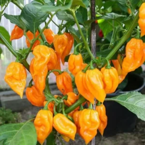 Rare Hot Peppers Plants - 80 Days Old Chili Seedlings - Set of 2