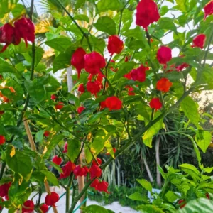 Rare Hot Peppers Plants - 80 Days Old Chili Seedlings - Set of 2