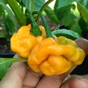 Rare Hot Peppers Plants - 80 Days Old Chili Seedlings - Set of 2