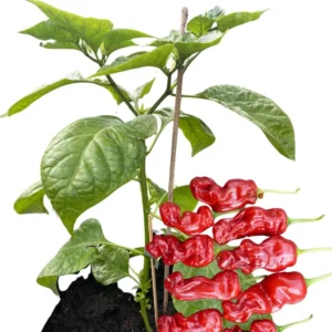 Rare Hot Peppers Plants - 80 Days Old Chili Seedlings - Set of 2