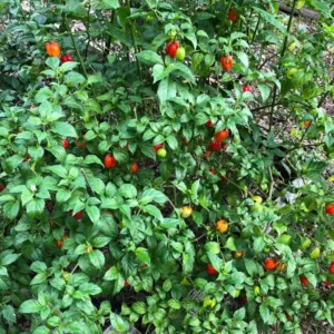 Rare Hot Peppers Plants - 80 Days Old Chili Seedlings - Set of 2