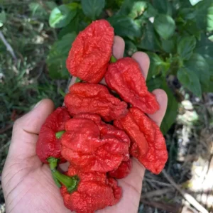 Hot Pepper Plants Combo - 80 Day Old Chili Seedlings - 2 Plants Per Pot