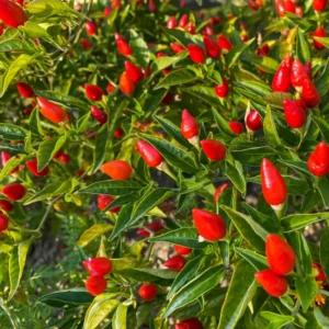 Hot Pepper Plants Combo - 80 Day Old Chili Seedlings - 2 Plants Per Pot