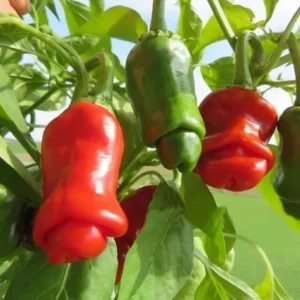 Hot Pepper Plants Combo - 80 Day Old Chili Seedlings - 2 Plants Per Pot