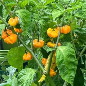 Hot Pepper Plants Combo - 80 Day Old Chili Seedlings - 2 Plants Per Pot