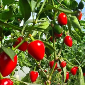 Hot Pepper Plants - Rare Chili Seedlings, 80 Days Old Pepper, 2 Plants per Pot