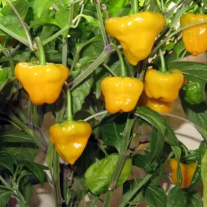 Hot Pepper Plants - Rare Chili Seedlings, 80 Days Old Pepper, 2 Plants per Pot