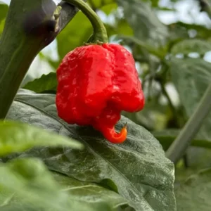 Hot Pepper Plants - Rare Chili Seedlings, 80 Days Old Pepper, 2 Plants per Pot