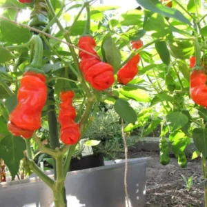 Hot Pepper Plants - Rare Chili Seedlings, 80 Days Old Pepper, 2 Plants per Pot