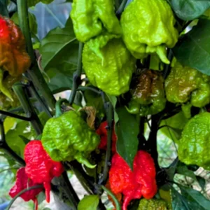 Hot Pepper Plants - Set of 4 Rare Chili Seedlings - 80 Days Old Pepper Plants