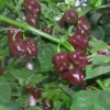 Rare Hot Pepper Seedlings Chili Plants - Combo 4 Peppers Plants