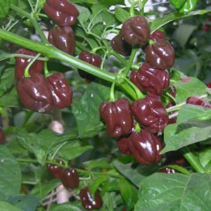 Rare Hot Pepper Seedlings Chili Plants - Combo 4 Peppers Plants