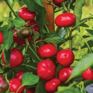 Hot Pepper Plants - 80 Days Very Hot Chili Seedlings - Set of 4