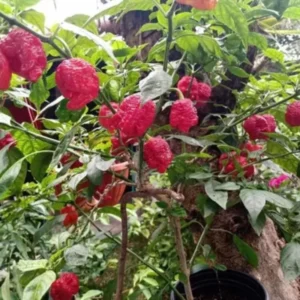 Hot Pepper Plants - 80 Days Very Hot Chili Seedlings - Set of 4