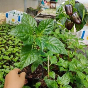 Hot Pepper Plants - 80 Days Very Hot Chili Seedlings - Set of 4