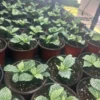 Fittonia Plants Live Potted Set - 2 Live Nerve Plants - 4 Inch Pots - Houseplants