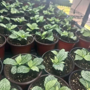 Fittonia Plants Live Potted Set - 2 Live Nerve Plants - 4 Inch Pots - Houseplants