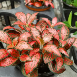 Fittonia Plants Live Potted Set - 2 Live Nerve Plants - 4 Inch Pots - Houseplants