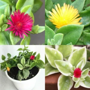 Ice Aptenia Plant Clump Starter - 4 Inch Pots - Set of 2 - Succulent Groundcover