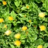 Baby Sun Rose Live Plant - Succulent Cactus Clump - Delosperma Creeping Plant