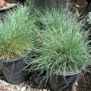 Ornamental Grass Plants - Set of 2 Live Grasses in 4 Inch Pots for Home Decor