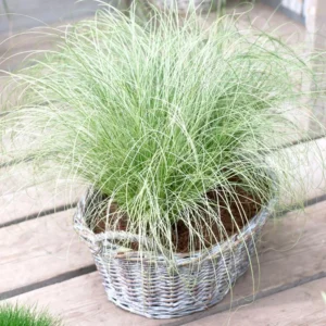 Ornamental Grass Plants for Landscaping - 6 Inch Pot, Assorted Colors
