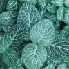 Fittonia Nerve Plant - 4 Live Fittonia Albivenis Plants - Indoor Terrarium Houseplant