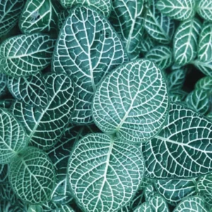 Fittonia Nerve Plant - 4 Live Fittonia Albivenis Plants - Indoor Terrarium Houseplant