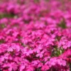 Creeping Phlox Plants - Pink & White Ground Cover - 4 Inch Potted - Set of 2 Perennial Plants