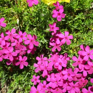 Pink Moss Creeping Phlox Plants - 4 Inch Potted Ground Cover Perennial - Set of 4
