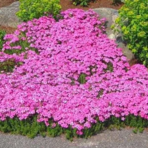 Phlox Plants Live Set - 4 Inch Pot - Summer Planting Perennial