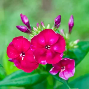 Phlox Plants Live Set - 4 Inch Pot - Summer Planting Perennial