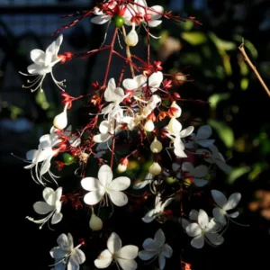 Clerodendrum Wallichii Vine Live Plant - 10-15 Inch Fast Growing Vine