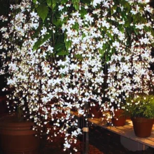 Clerodendrum Wallichii Vine Live Plant - 10-15 Inch Fast Growing Vine