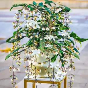 Clerodendrum Wallichii Vine Live Plant - 10-15 Inch Fast Growing Vine