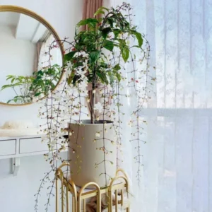 Clerodendrum Wallichii Vine Live Plant - 10-15 Inch Fast Growing Vine