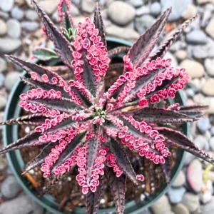 Variegated Kalanchoe Pink Butterfly Succulent Live Plant in Pot Indoor Outdoor