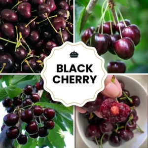 Black Cherry Tree Live Plant - 6-8 Inch Cherry Fruit Tree - 4 inch Pot