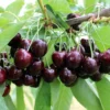Black Cherry Tree Live Plant - 6-8 Inch Cherry Fruit Tree - 4 inch Pot