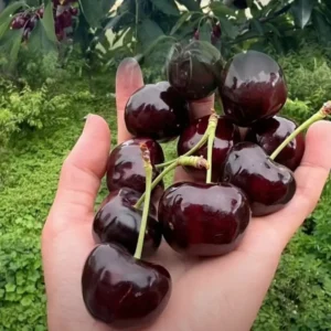 Black Cherry Tree Live Plant - 6-8 Inch Cherry Fruit Tree - 4 inch Pot
