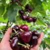 Black Cherry Tree Live Plant - 6-8 Inch Cherry Fruit Tree - 4 inch Pot