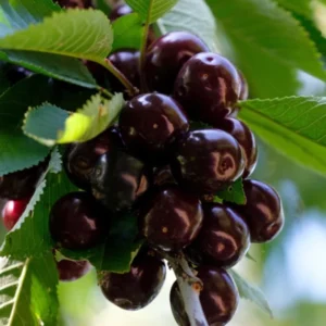 Black Cherry Tree Live Plant - 6-8 Inch Cherry Fruit Tree - 4 inch Pot