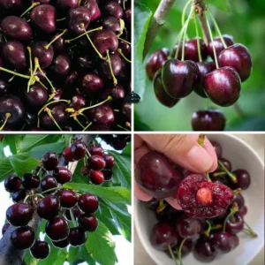 Black Cherry Trees Live - 6-8 Inch Tall Fruit Trees - Fast Growing