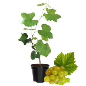 Muscadine Grape Plant Live - Hardy Vine - 4 Inch Pot - Home Garden