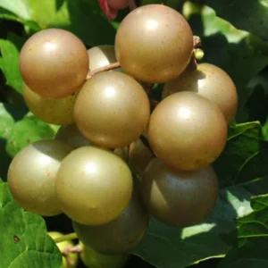 Muscadine Grape Plant Live - Hardy Vine - 4 Inch Pot - Home Garden