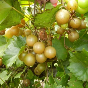 Muscadine Grape Plant Live - Hardy Vine - 4 Inch Pot - Home Garden